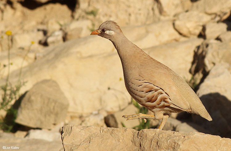 Sand Partridge Ammoperdix heyi. Nahal Zohar ,Judean Desert ,28-02-14